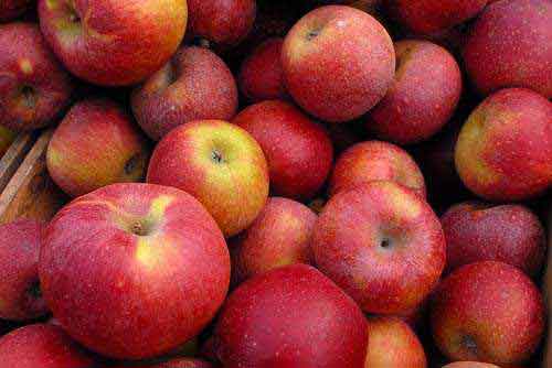 8 traditional products of Himachal Pradesh registered as GIs