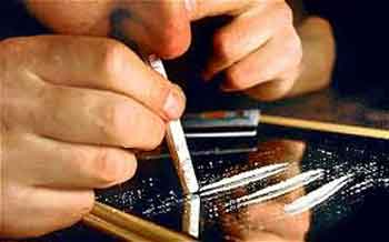 Four arrested with 11.75 g chitta in Shimla; 1,600 cannabis plants destroyed