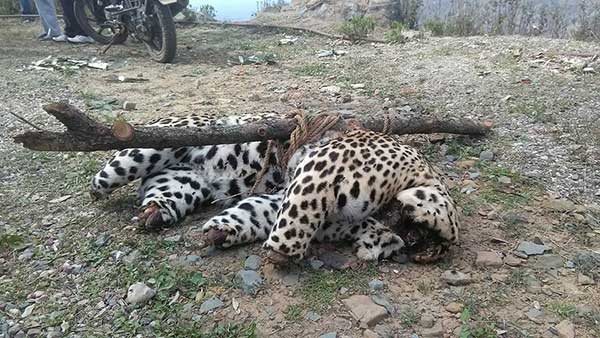 Dead body of leopard, found in Ladbharol tehsil of Mandi district earlier this year in March.