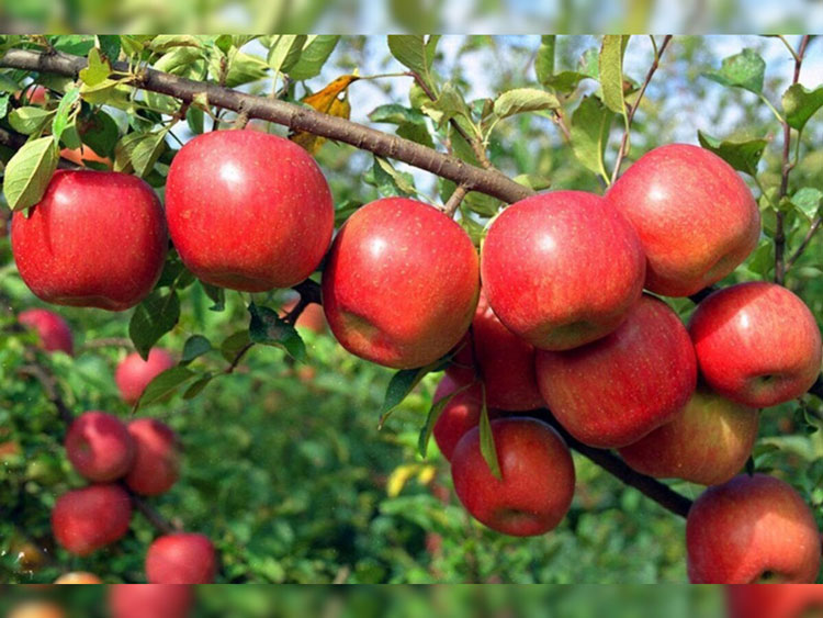 Climate change hits Himachal’s Rs 5,000 crore apple economy; 2026 production to fall 40 per cent