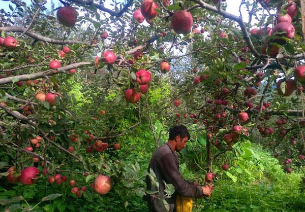 ‘Apple growers may have to launch protest like farmers’ agitation to protect their interests’: Himachal Minister